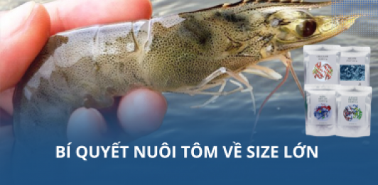 Bí quyết nuôi tôm về size lớn